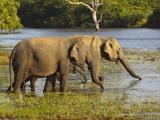 Yala National Park